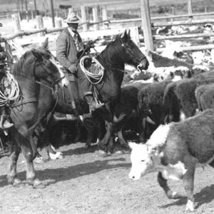 AR29 Cattle Roundup, Idaho State Archives-01