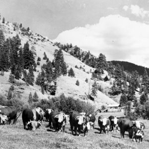 Cattle Backcountry Grazing, Idaho State Archives