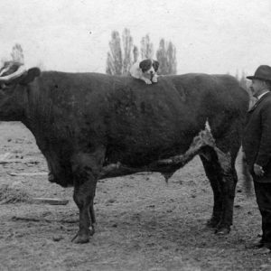 Cattle on the Purdy Ranch in Early Days, Idaho State Archives-01